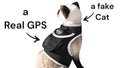 Real-Time GPS Tracking: Keep Your Pet Safe and Locatable Anywhere
