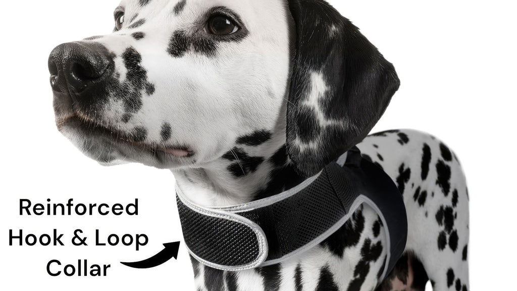 Never Lose Sight of Your Furry Friend – Real-Time GPS Tracker Harness