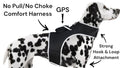 Keep Your Pet Safe with Real-Time GPS Tracking – Affordable & Comfortable