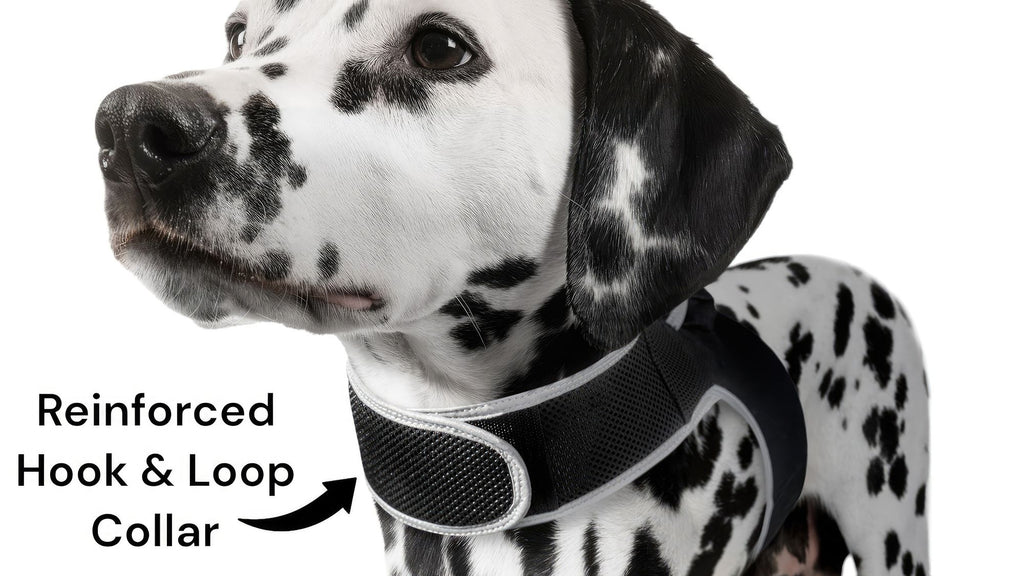 Real-Time GPS Tracking for Your Pet – Peace of Mind on the Go