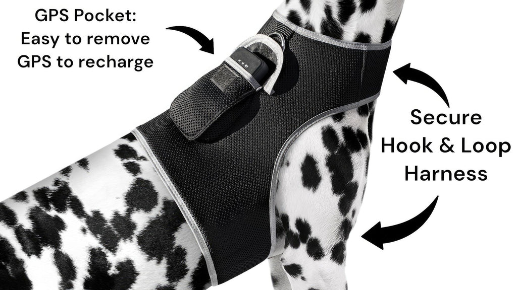 Never Wonder Where Your Pet Roams – Pet Tracker M GPS Harness