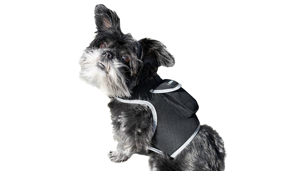 Keep Tabs on Your Furry Friend with the Pet Tracker XL GPS Harness