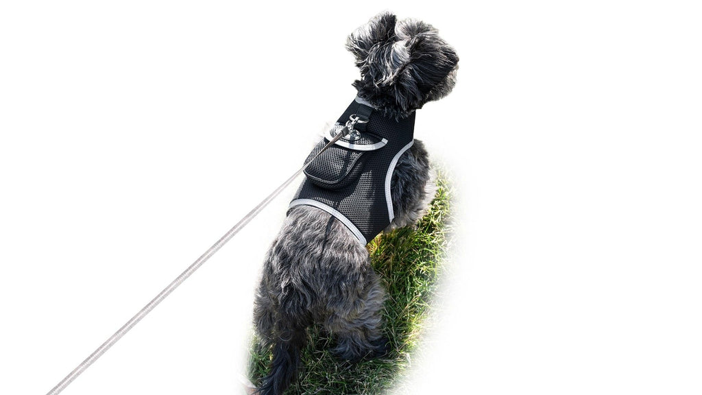 Never Lose Track of Your Pet with Real-Time GPS Tracking Harness