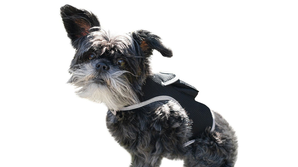 Track Your Pet's Adventures with the Wireless GSM GPS Tracker Harness