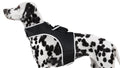 Track Your Pet Anywhere with the Wireless GPS Pet Tracker – Peace of Mind on Every Adventure