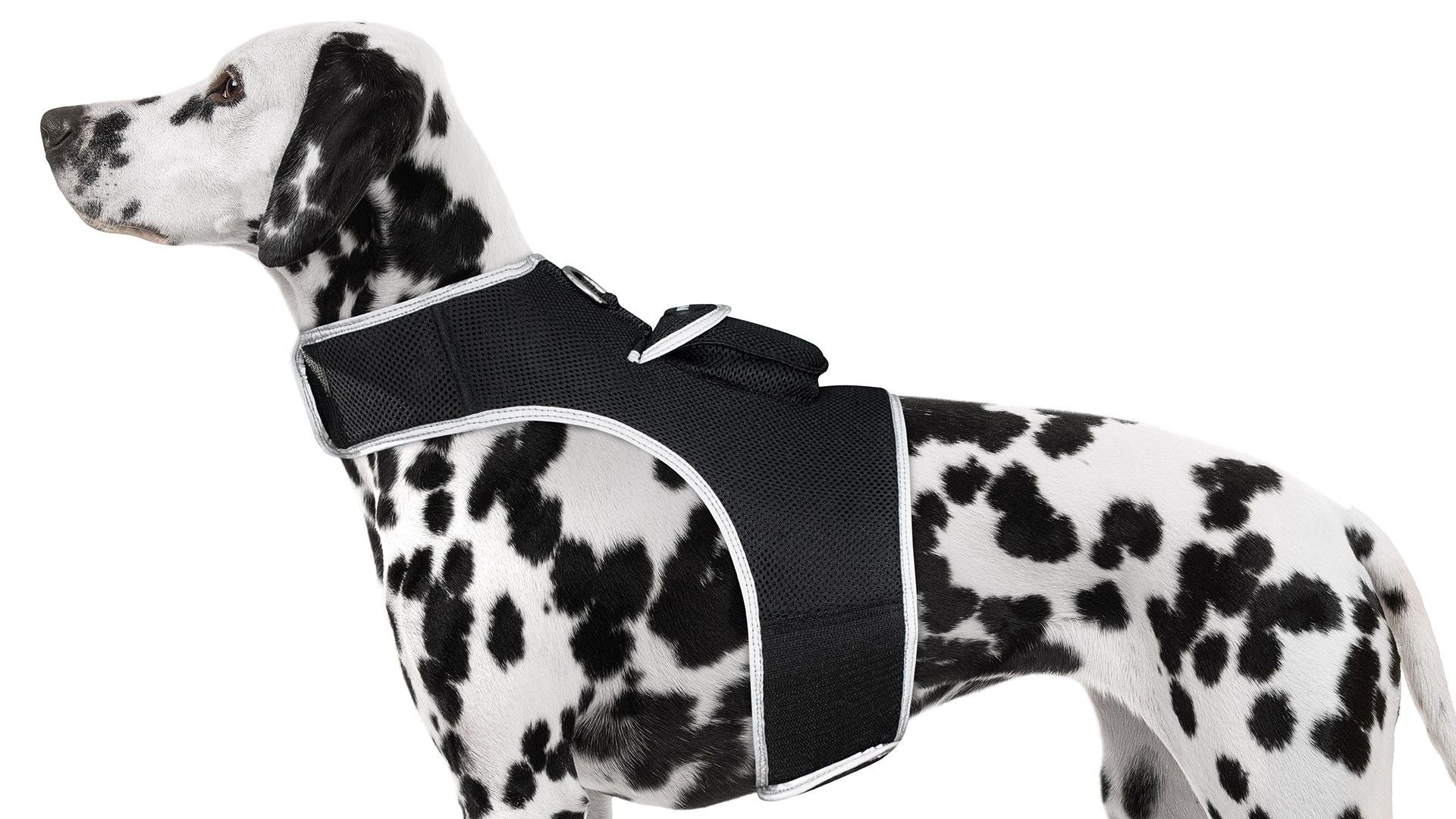 Never Lose Sight of Your Pet – GPS Tracking Harness with Worldwide Coverage