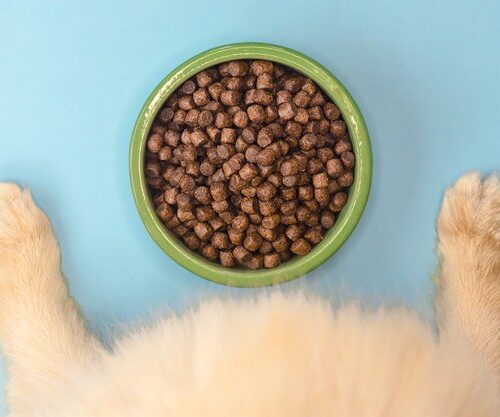 How to Give a Cat a Pill: Step-by-Step Guide (2026)